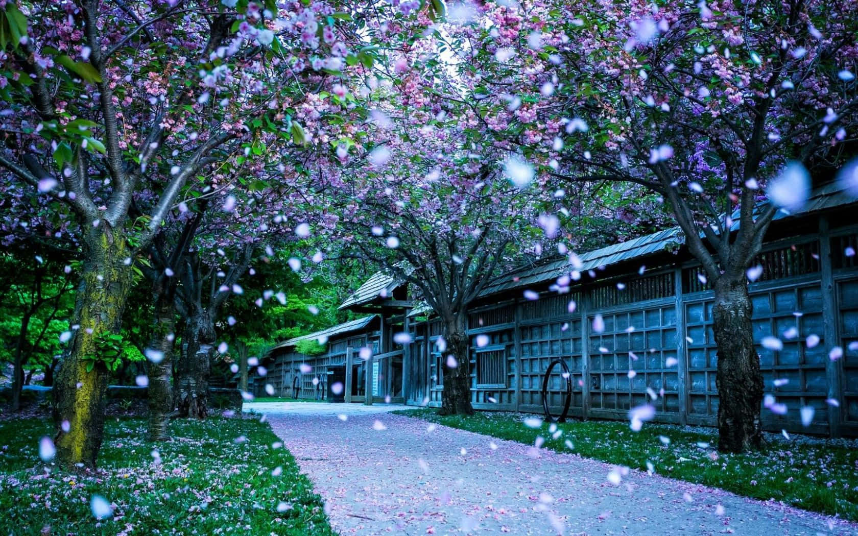 Cherry Blossom Petals Falling Nice Desktop Background
