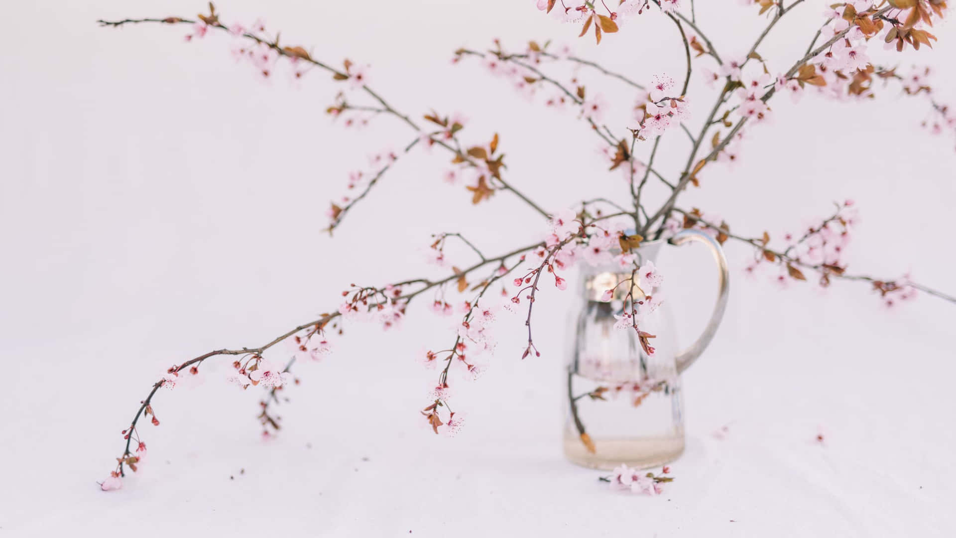 Cherry Blossom Plant Aesthetic Desktop Background