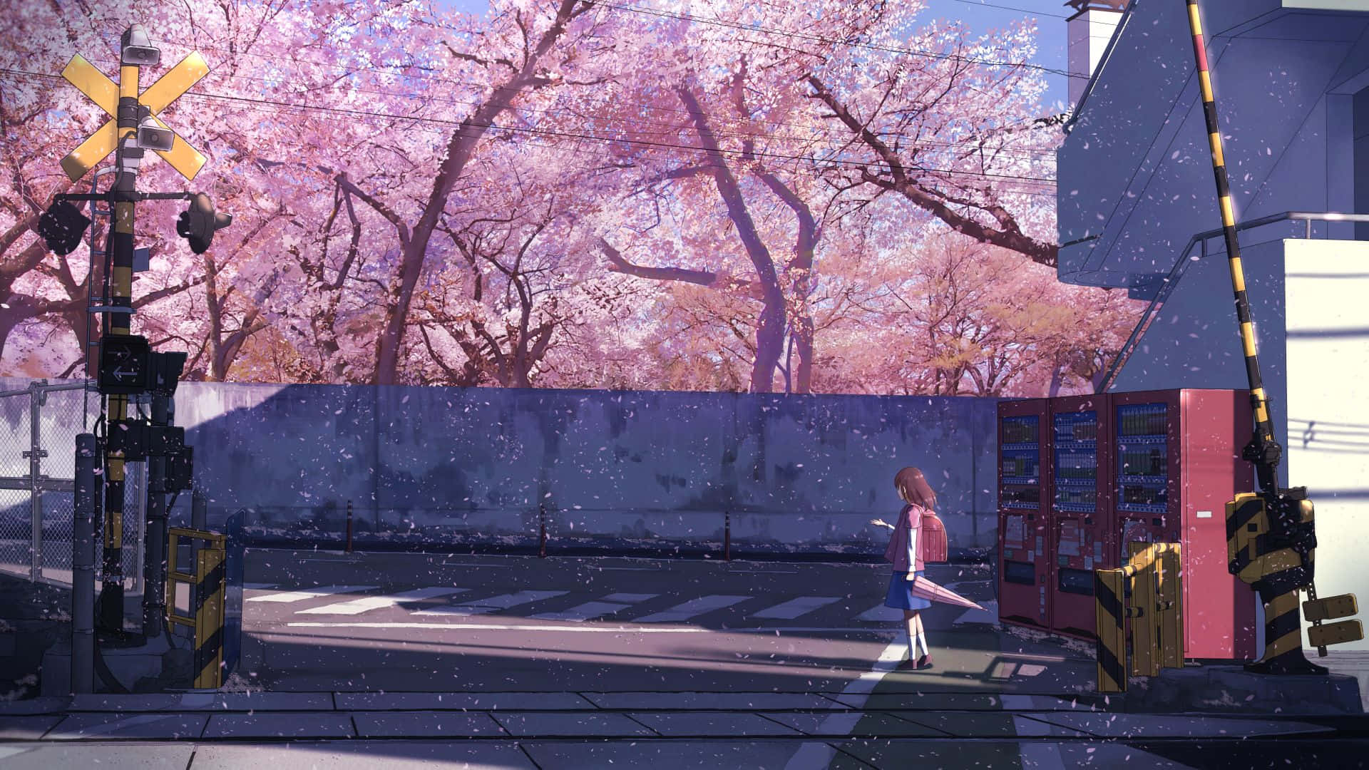 Cherry Blossom Railroad Crossing Anime Scene Background