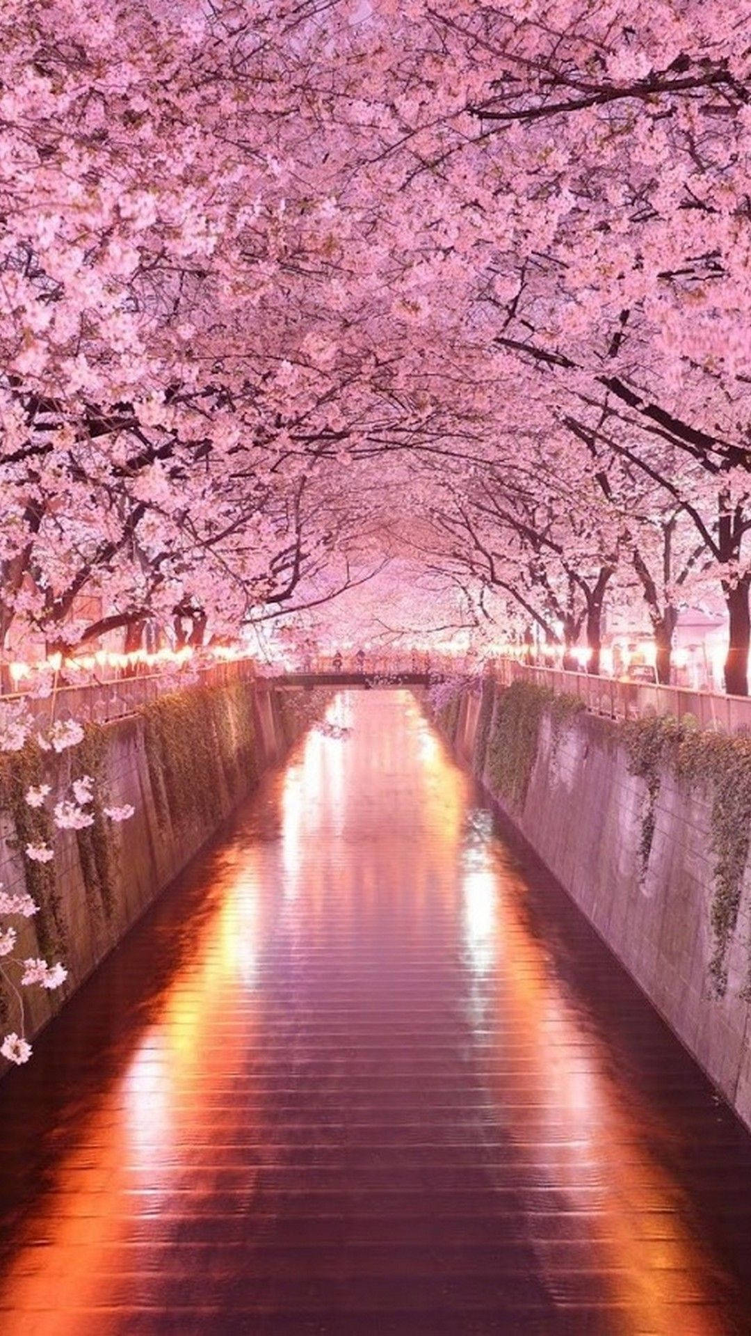 Cherry Blossom Sakura Trees Arch Iphone Background