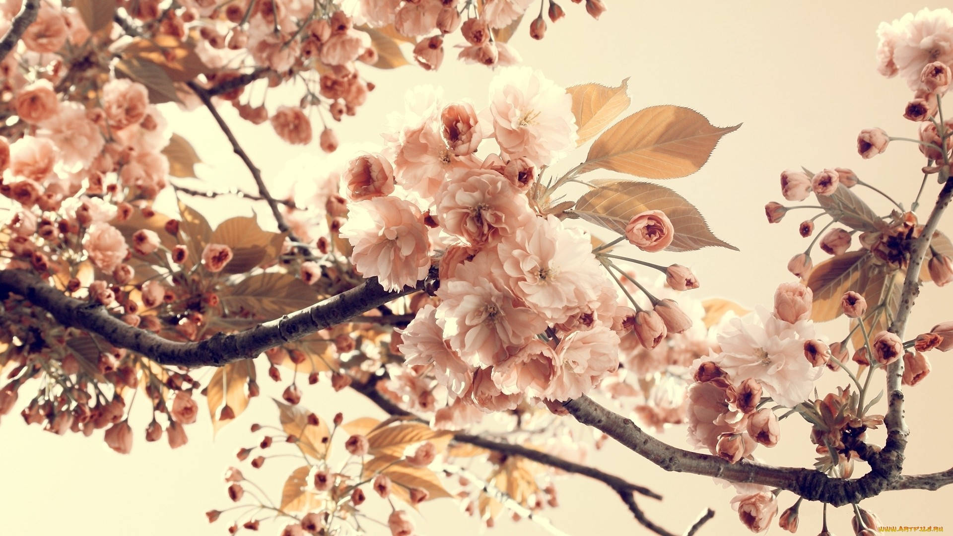 Cherry Blossom Spring Aesthetic Background