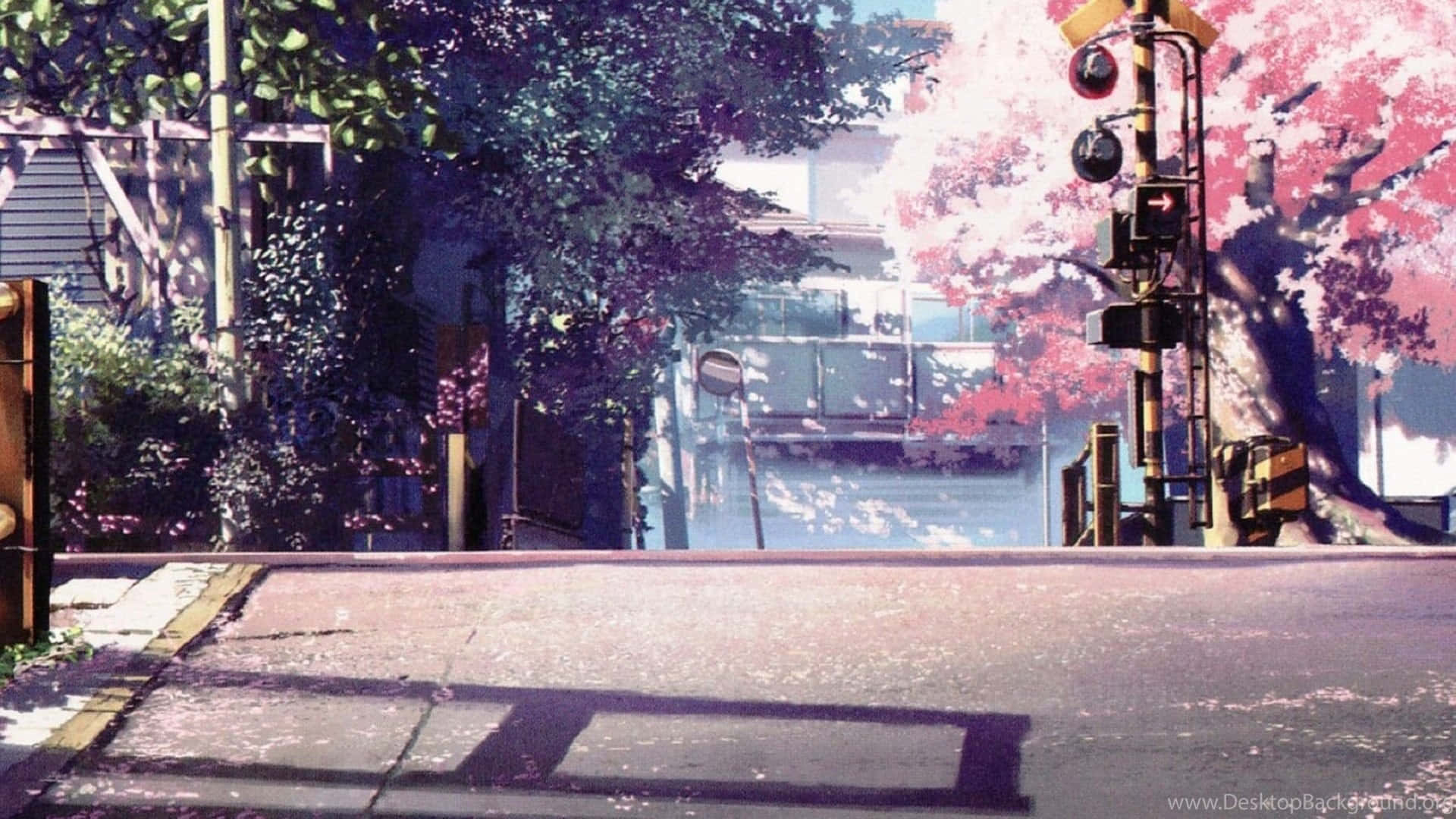 Cherry Blossom Street Anime Scene Background