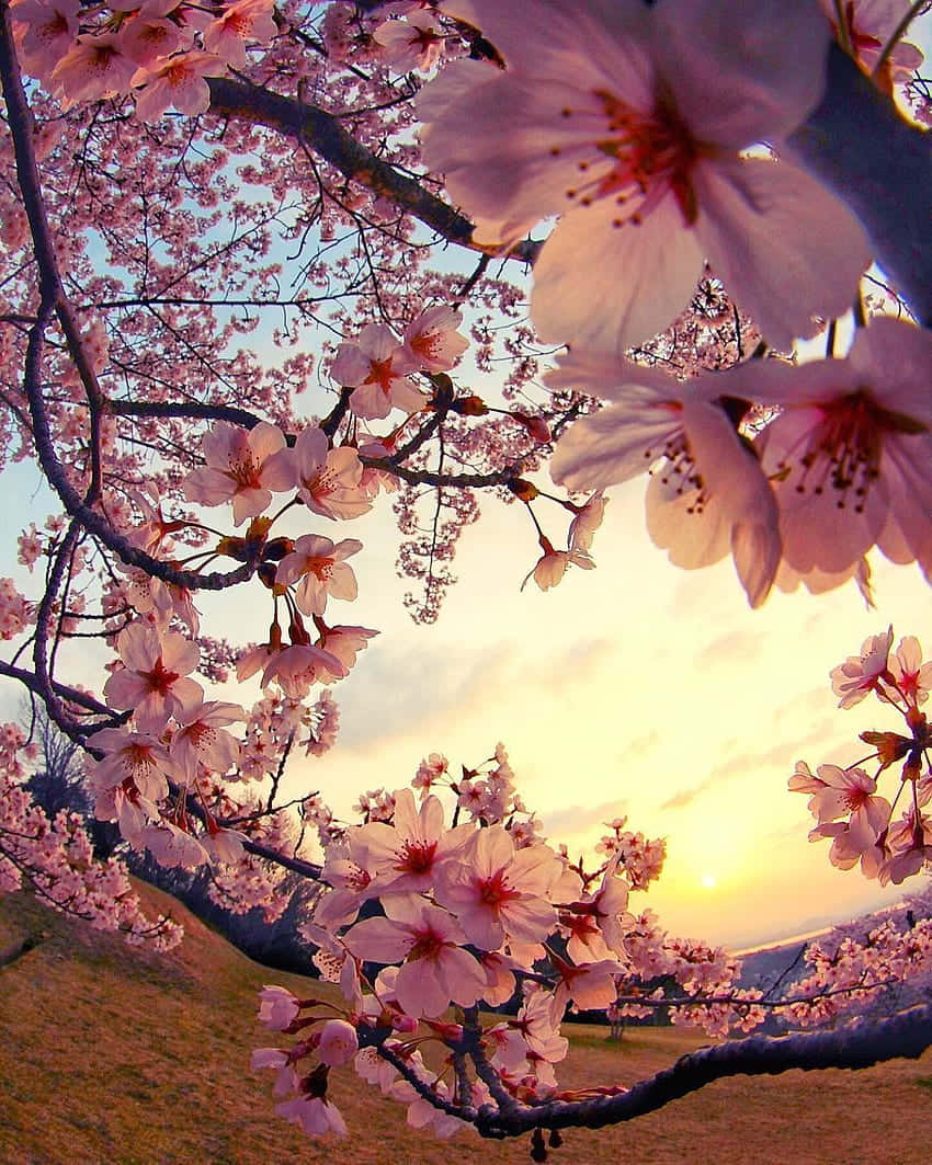 Cherry Blossom Sunset Glow.jpg