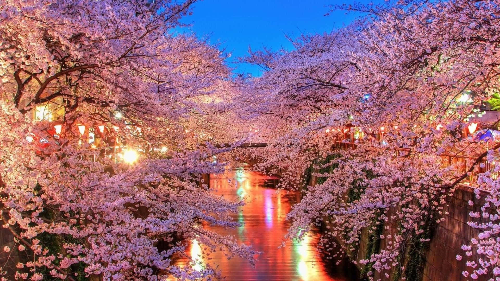 Cherry Blossom Tree Around Creek Background