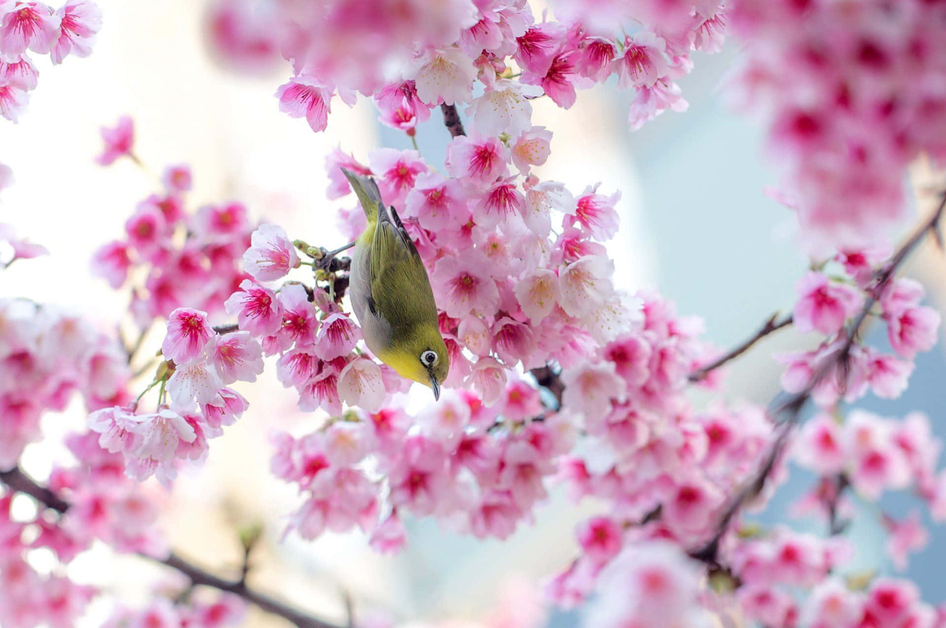 Cherry Blossom Tree Bird On Branch Background