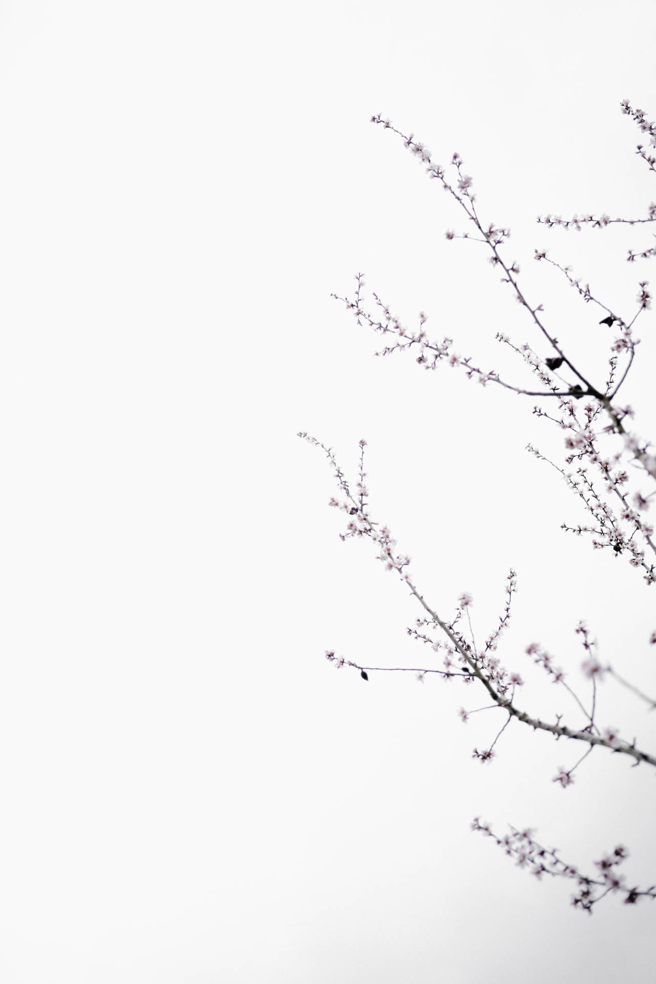 Cherry Blossom Tree Bright White Background