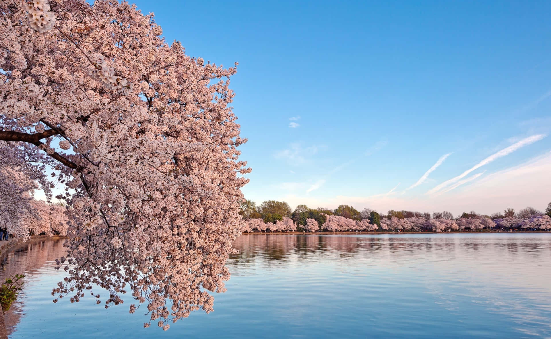 Cherry Blossom Tree By Lake Background