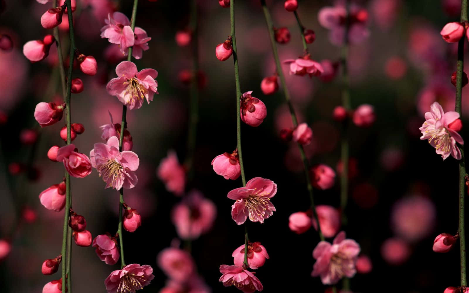 Cherry Blossom Tree Flowers Background