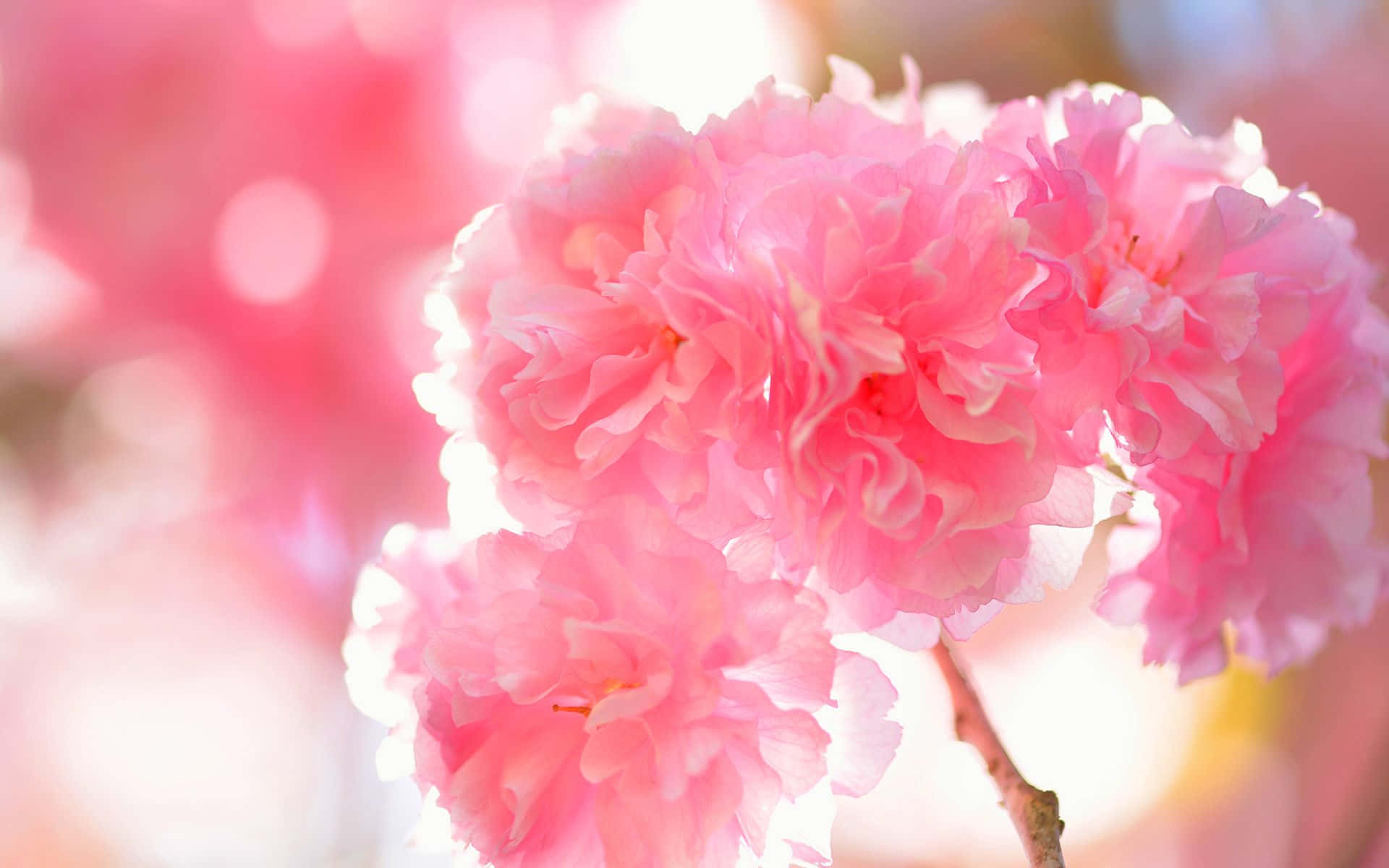 Cherry Blossom Tree Flowers On Branch Background