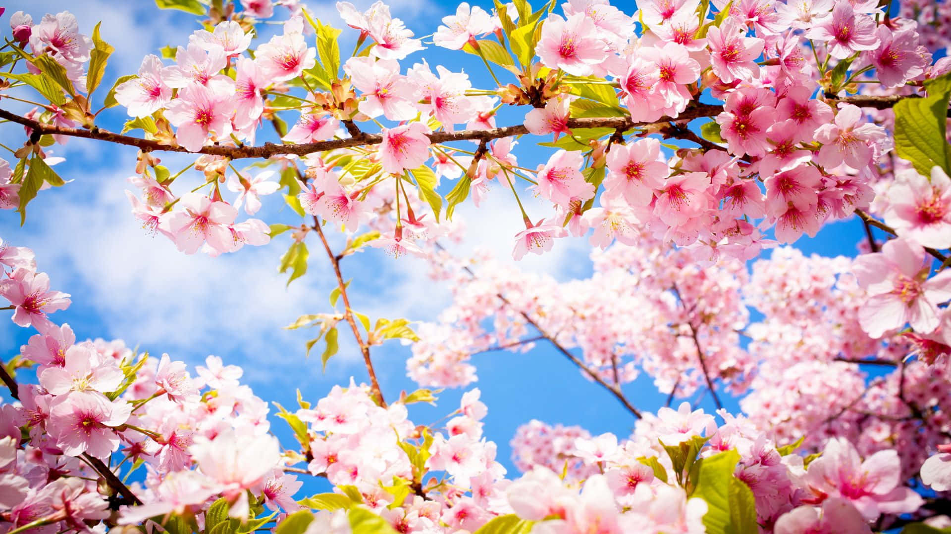 Cherry Blossom Tree Leaves Sky Background