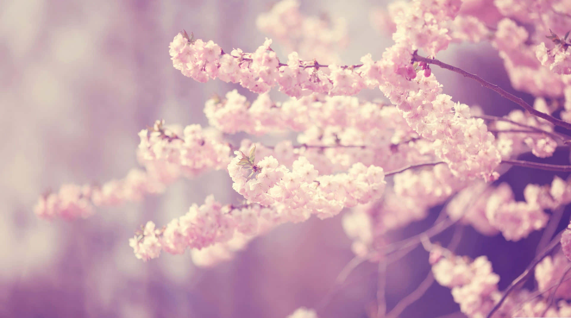 Cherry Blossom Tree Light Colored Background