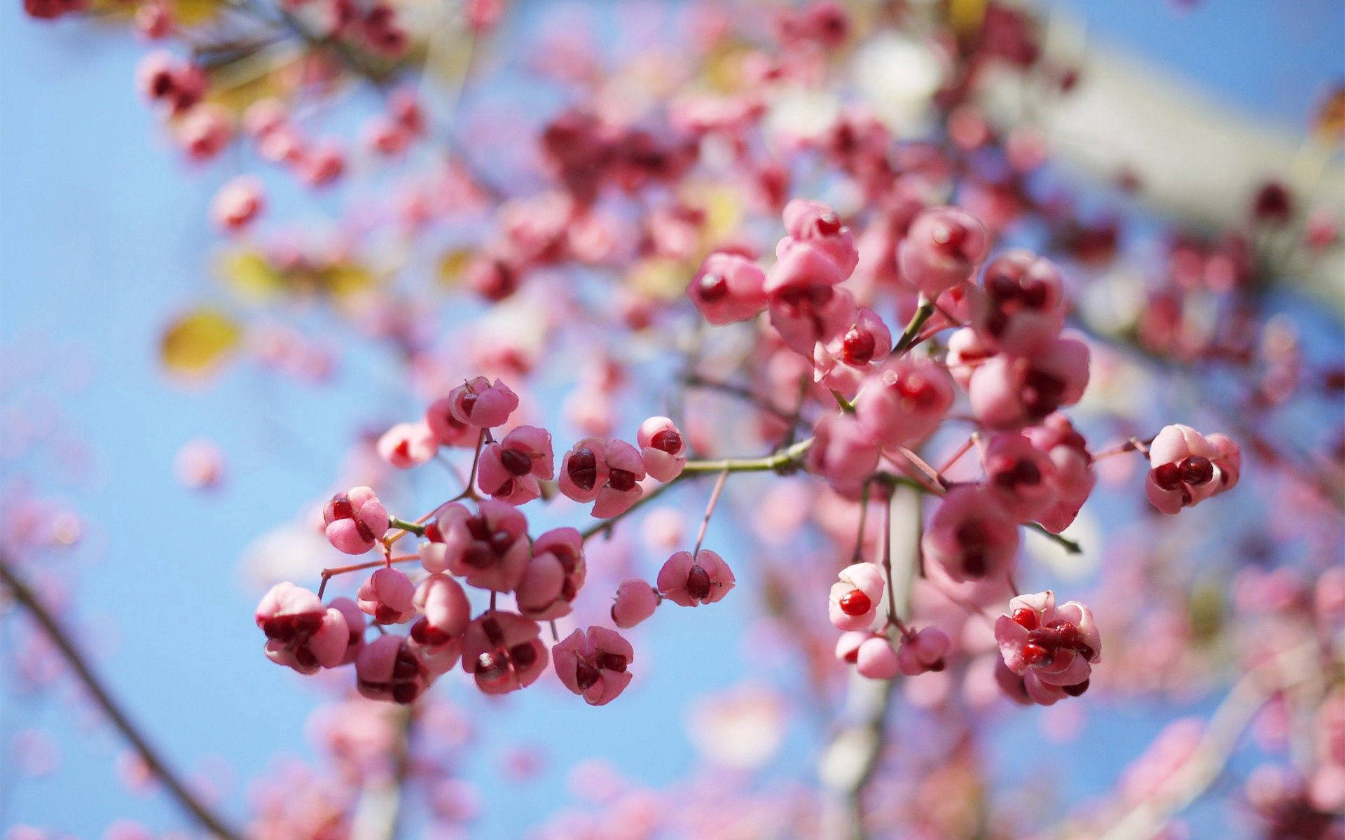 Cherry Blossom Tree Macro Background