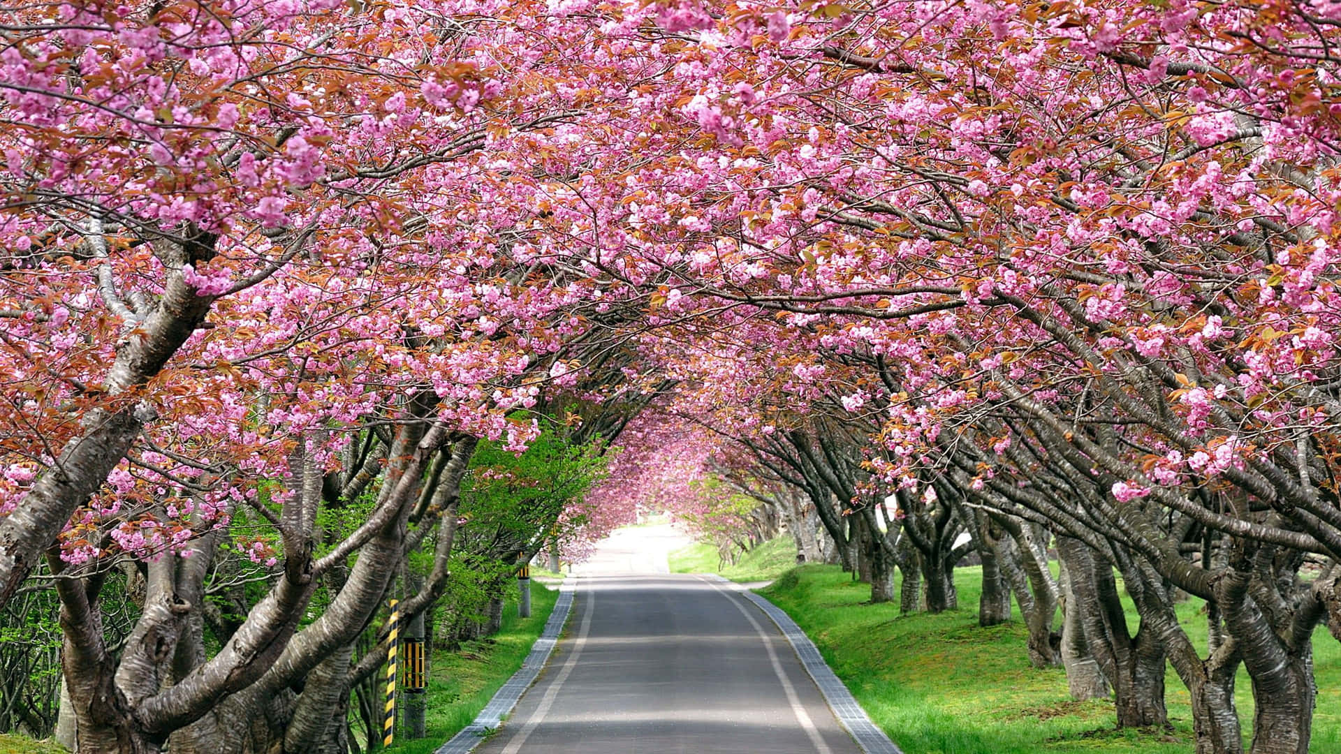 Cherry Blossom Tree On Road Background