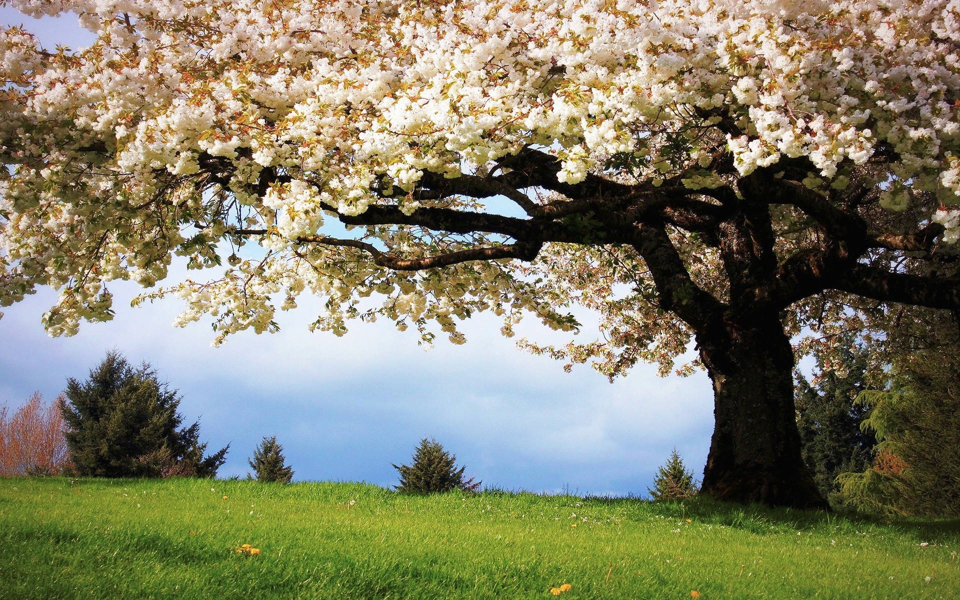 Cherry Blossom Tree Painting Screen Saver Background