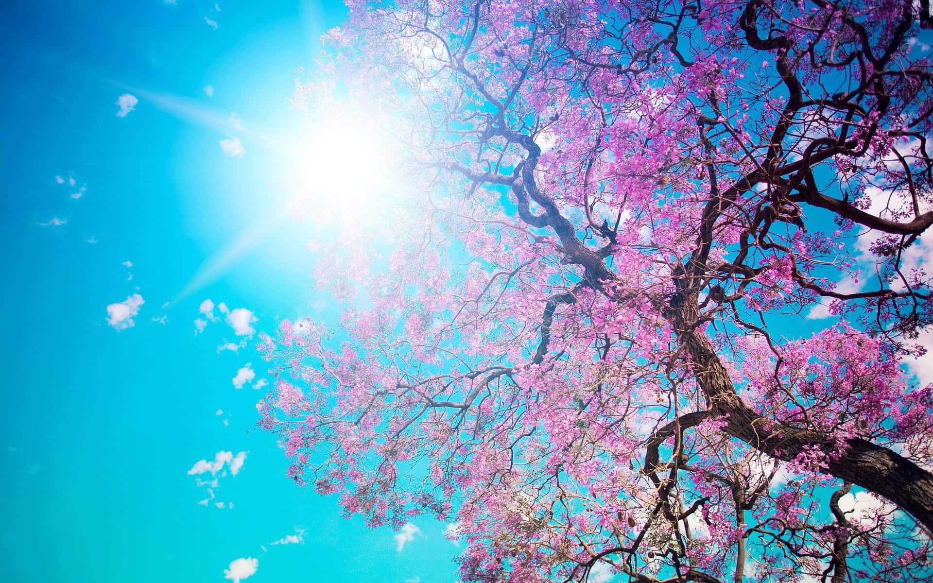 Cherry Blossom Tree Sunlight Background