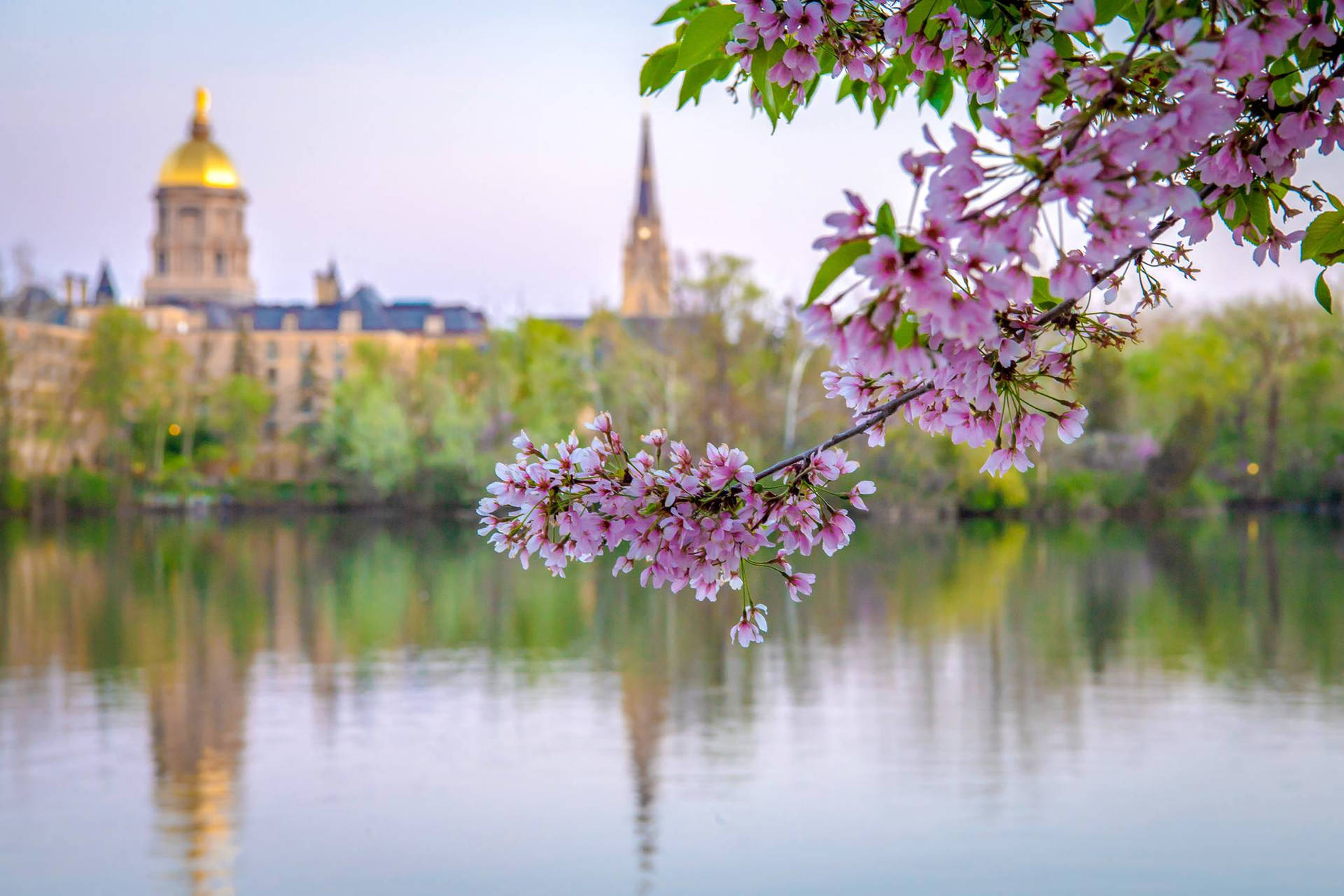 Cherry Blossom Tree University Of Notre Dame Background