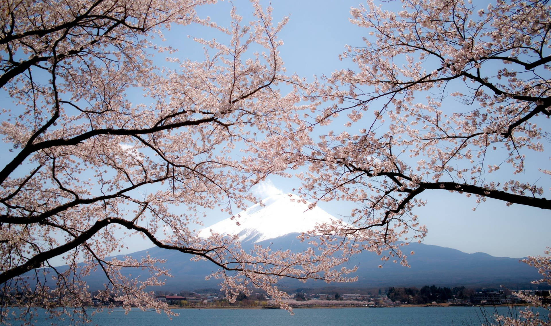Cherry Blossom Trees And Mount Fuji Background