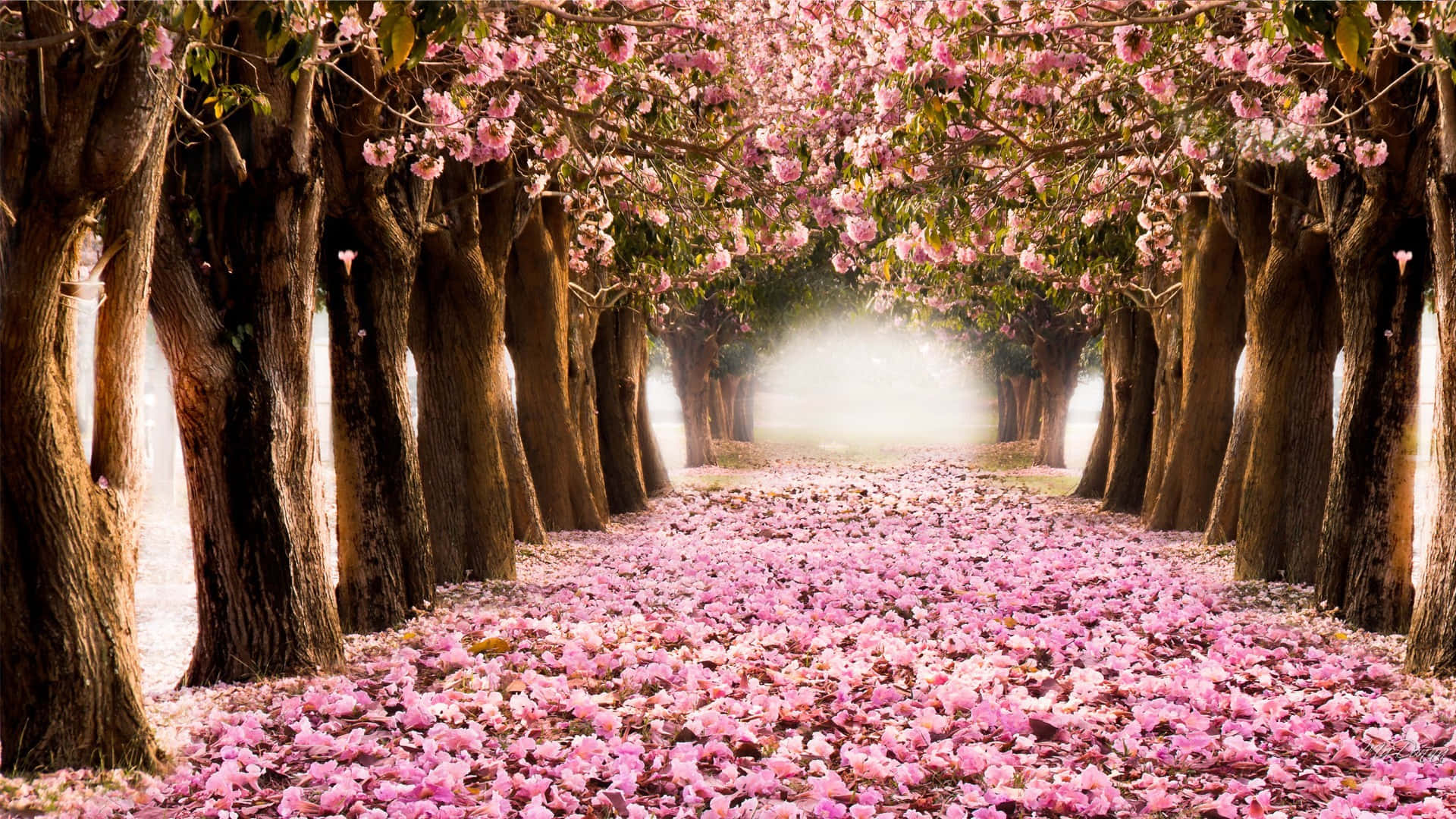 Cherry Blossom Trees Cute Spring Desktop Background