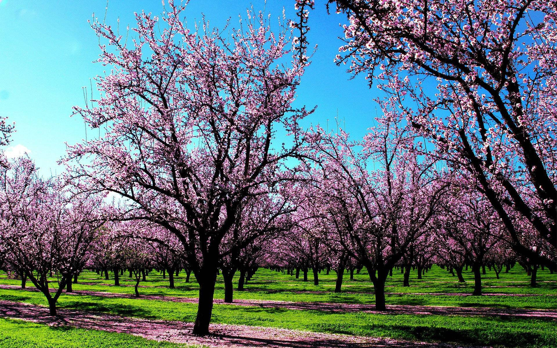 Cherry Blossom Trees Spring Computer Background