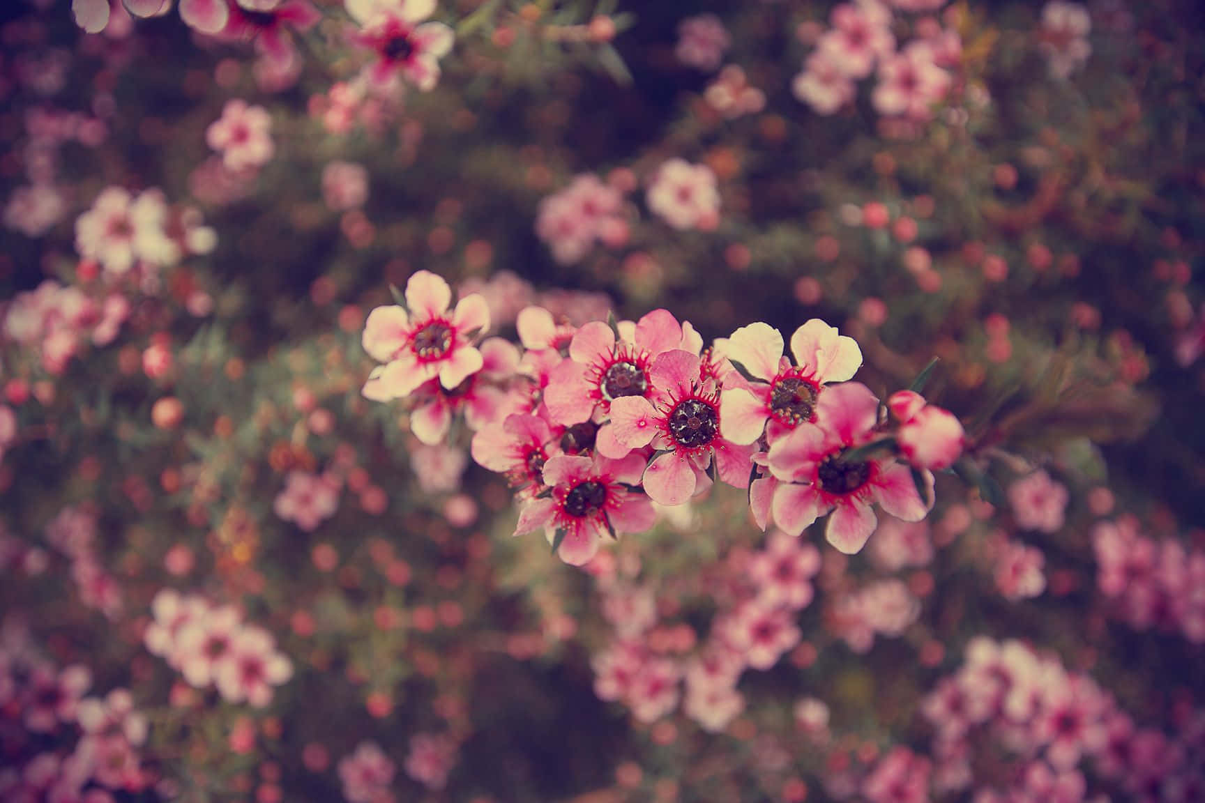 Cherry Blossom Tumblr Flowers Desktop Background