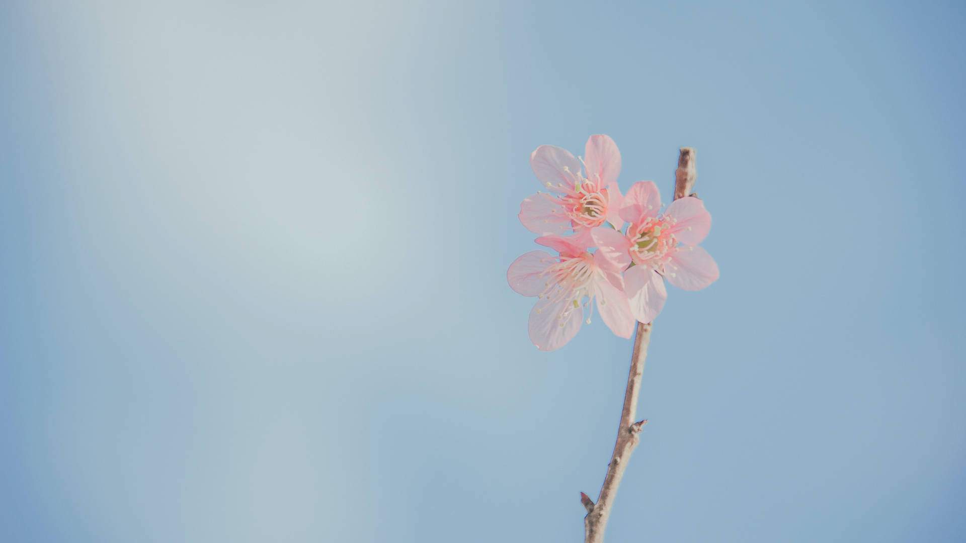 Cherry Blossom Twig For Pink Flowers Aesthetic Background