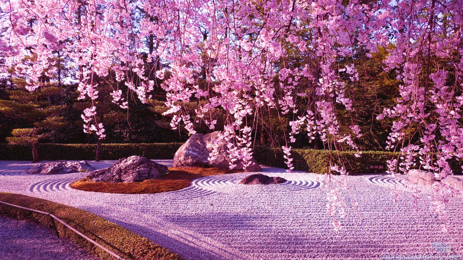 Cherry Blossom Zen Garden Anime Style Background