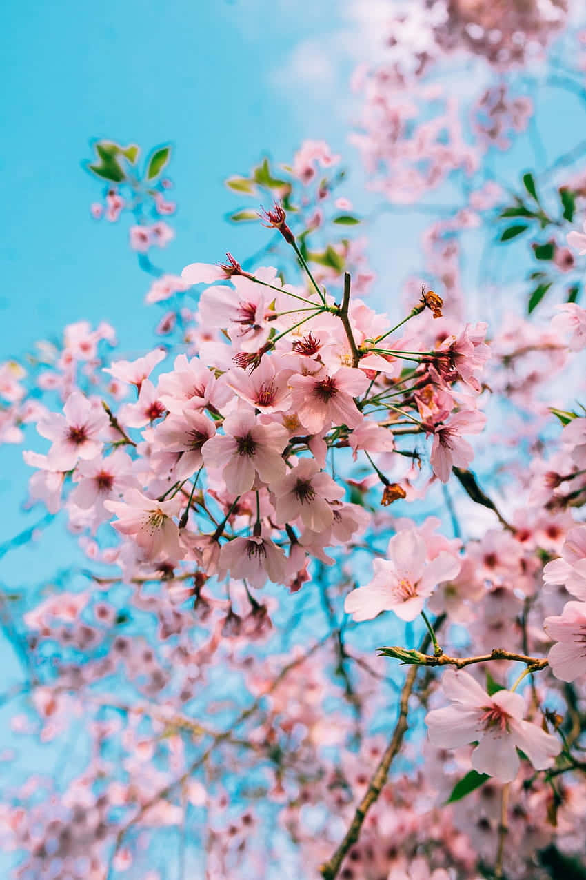 Cherry Blossoms Against Blue Sky Background