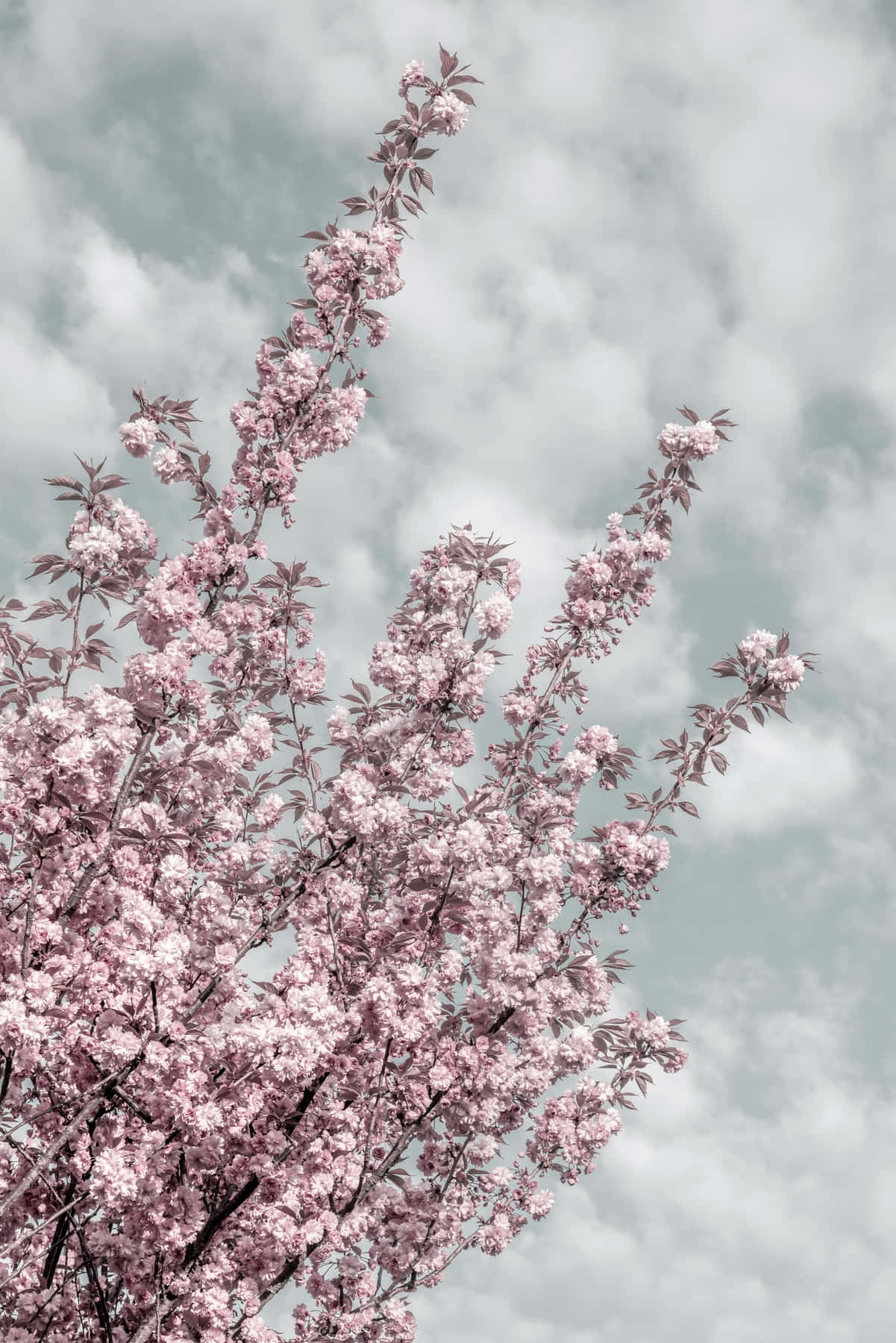 Cherry Blossoms Against Cloudy Sky.jpg Background