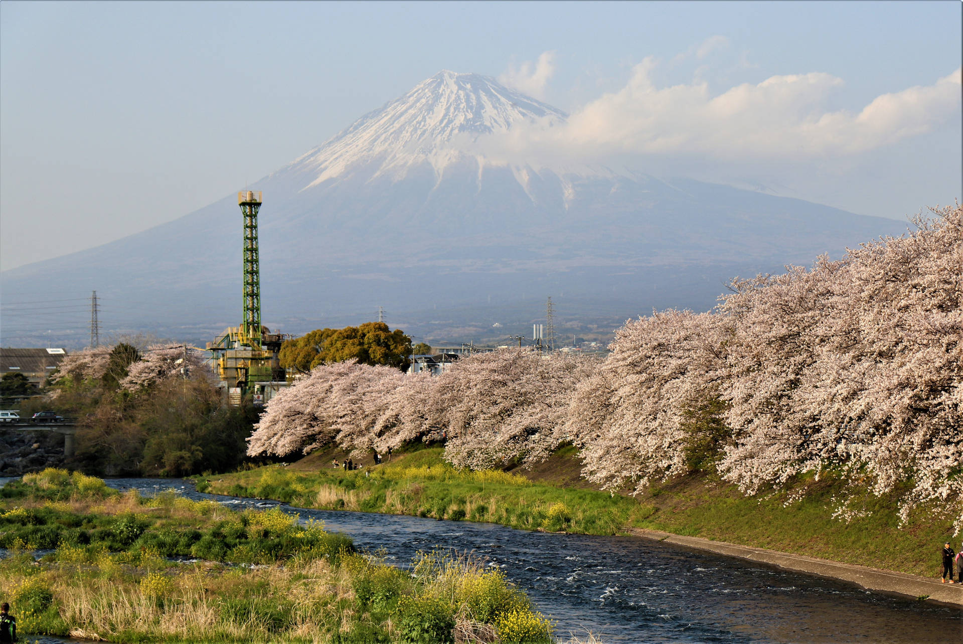 Cherry Blossoms And Mount Fuji Background