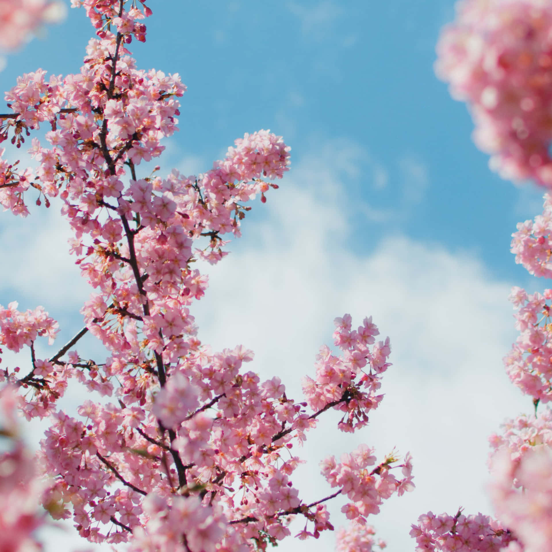 Cherry Blossoms Anime Scenery Close Up Clear Skies Background