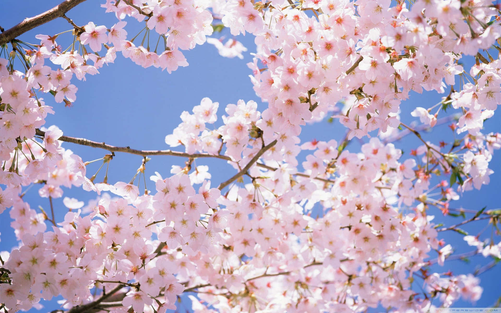 Cherry Blossoms Anime Scenery Close Up Light Pink Background