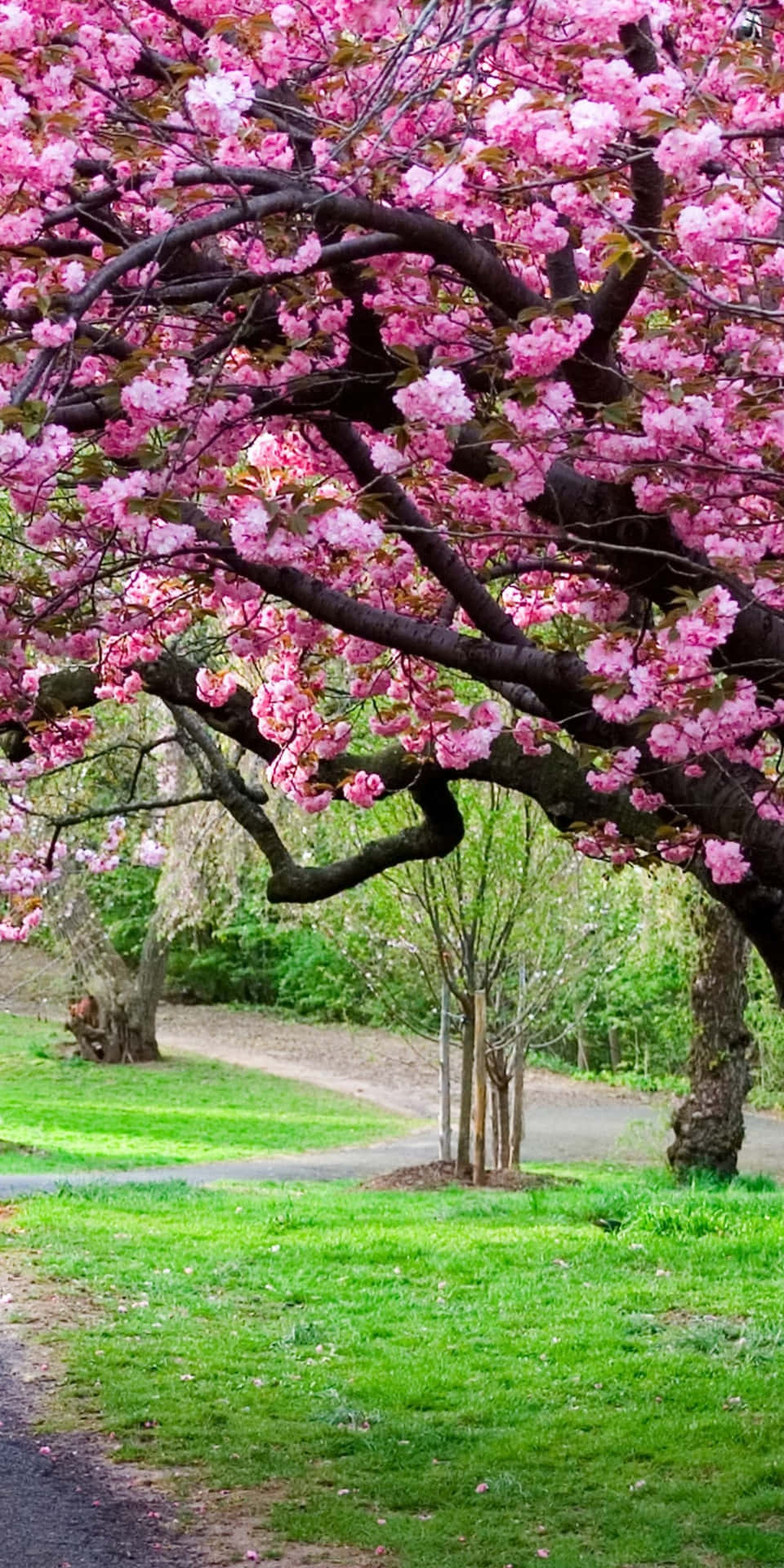 Cherry Blossoms Anime Scenery Curved Pathway Background