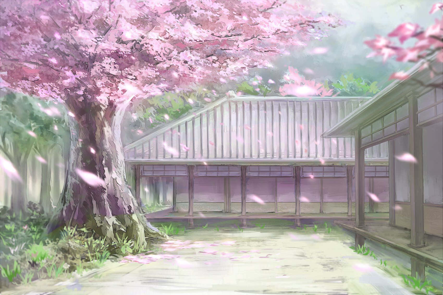 Cherry Blossoms Anime Scenery Falling Leaves Background