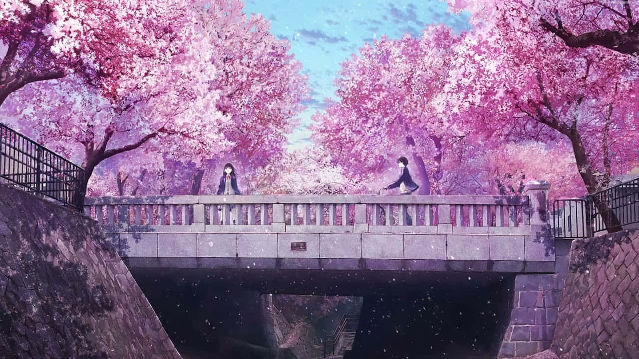 Cherry Blossoms Anime Scenery Girl Standing On Bridge Background