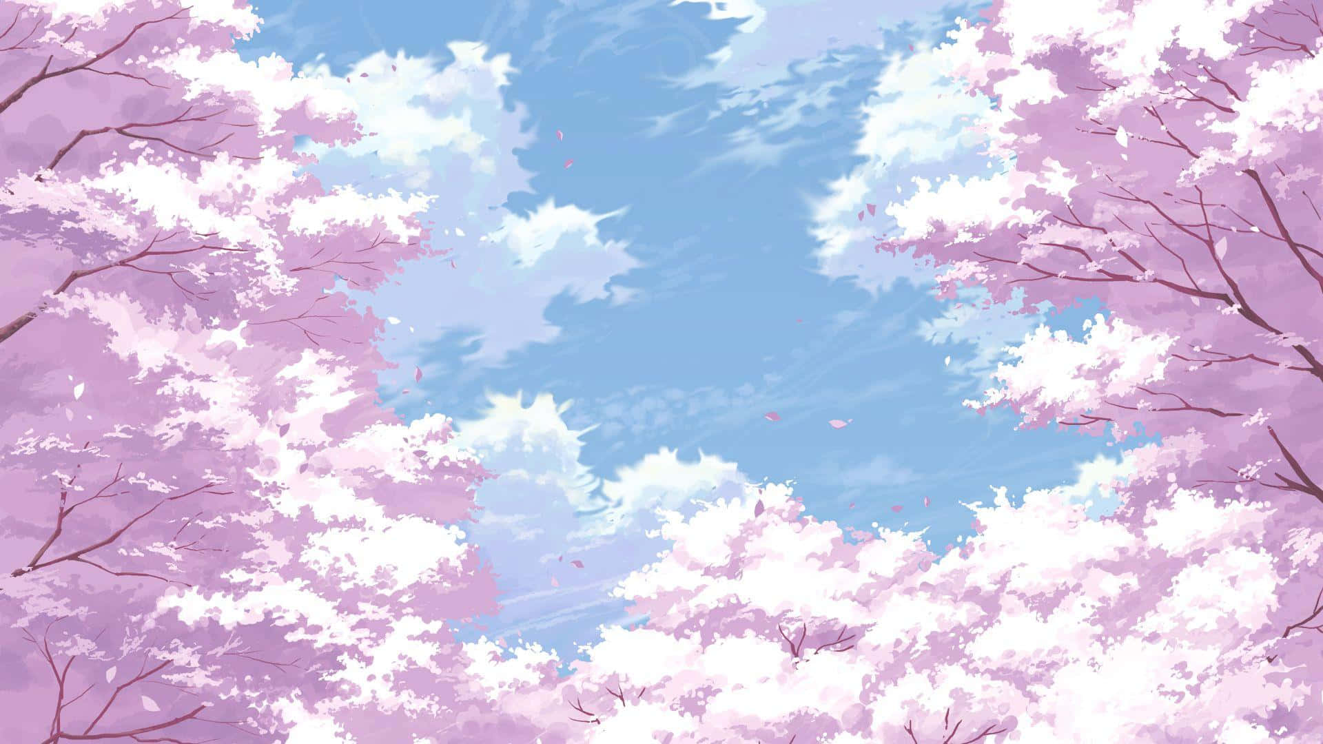 Cherry Blossoms Anime Scenery Light Pink Clear Skies Background