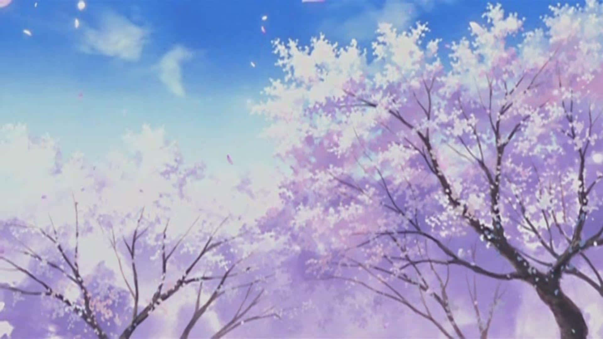 Cherry Blossoms Anime Scenery Light Purple Background