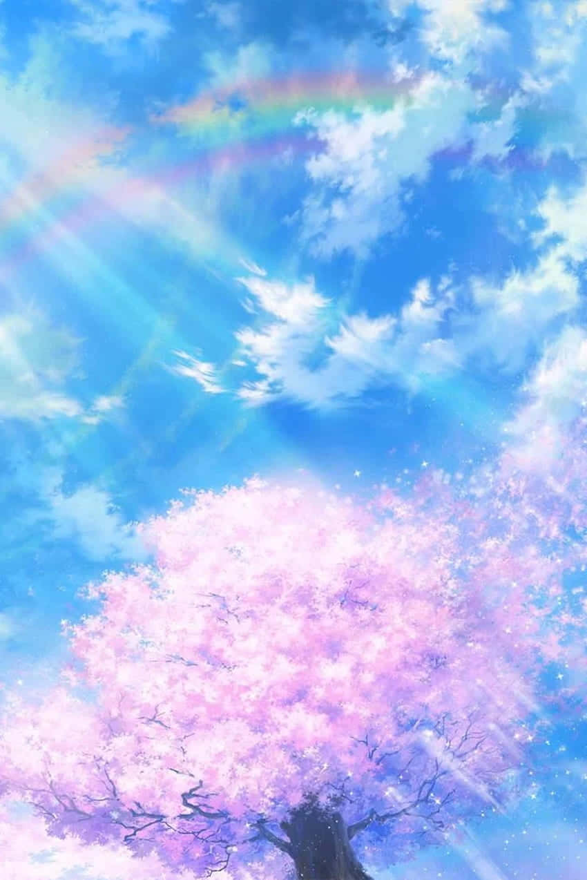 Cherry Blossoms Anime Scenery Light Shining Down Rainbow Background