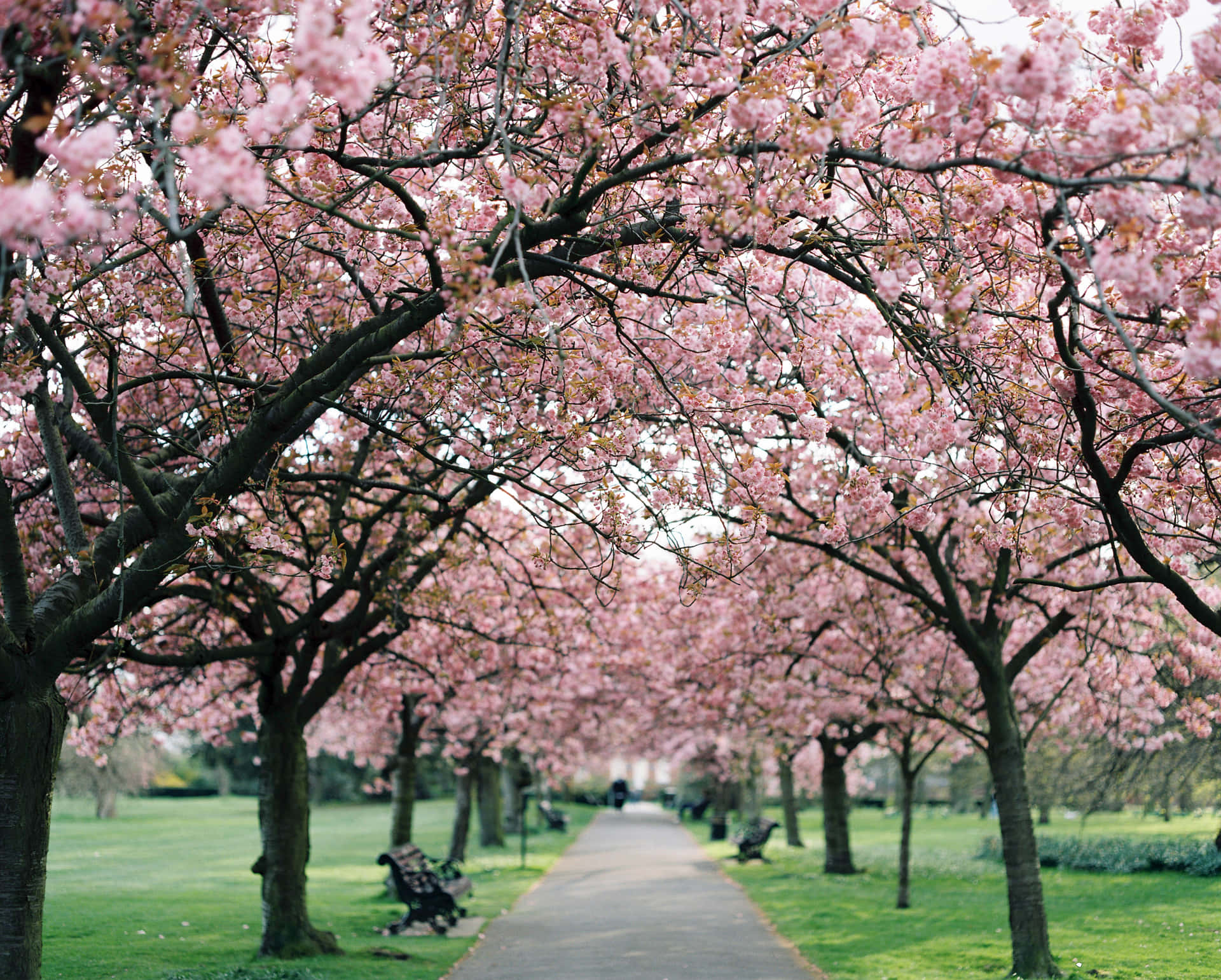 Cherry Blossoms Anime Scenery Park Bench Green Field Background