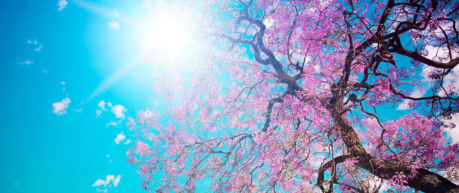 Cherry Blossoms Anime Scenery Sun Shining Background