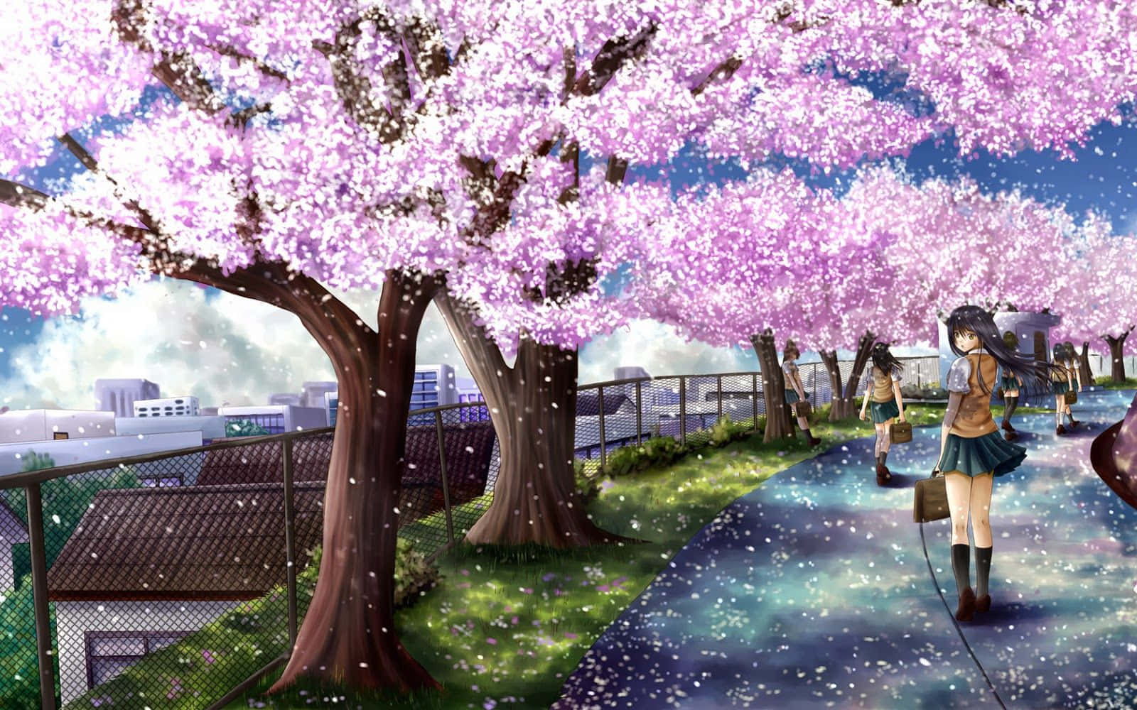 Cherry Blossoms Blooming In The Wind