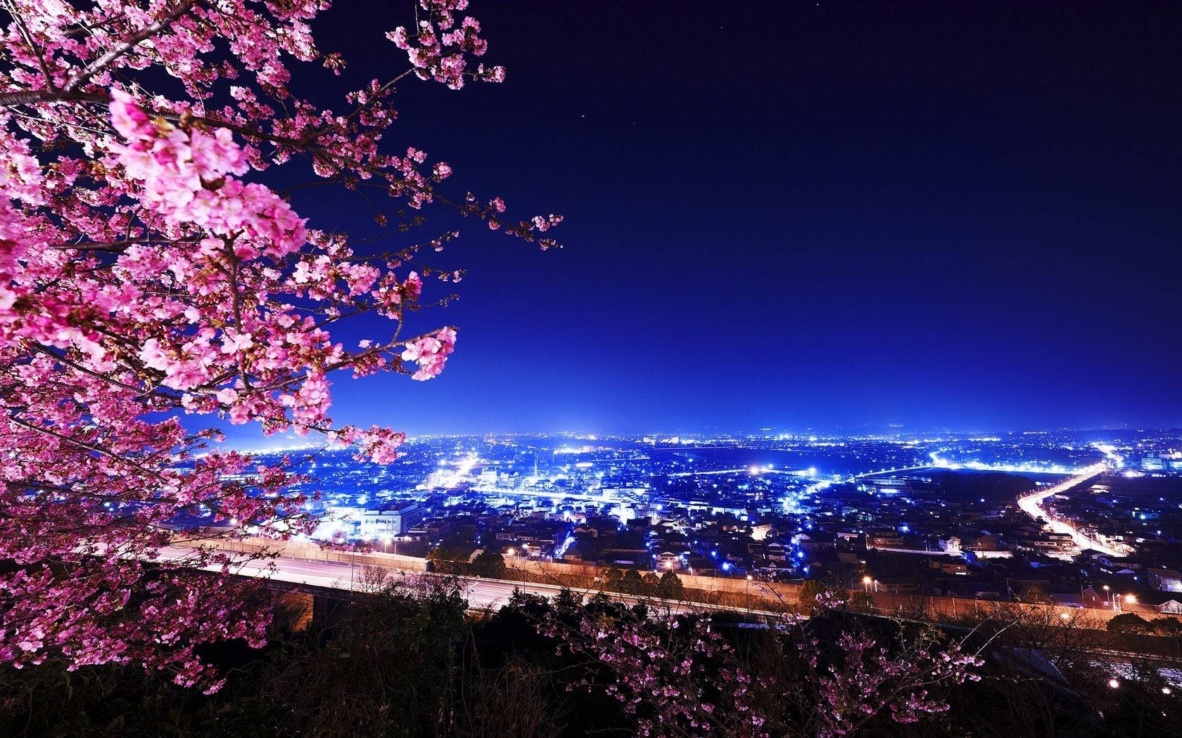 Cherry Blossoms City Night Background