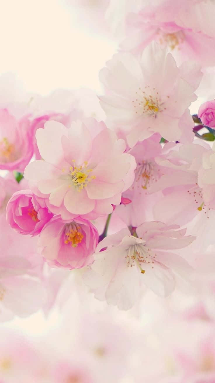 Cherry Blossoms Floral Aesthetic Iphone Background