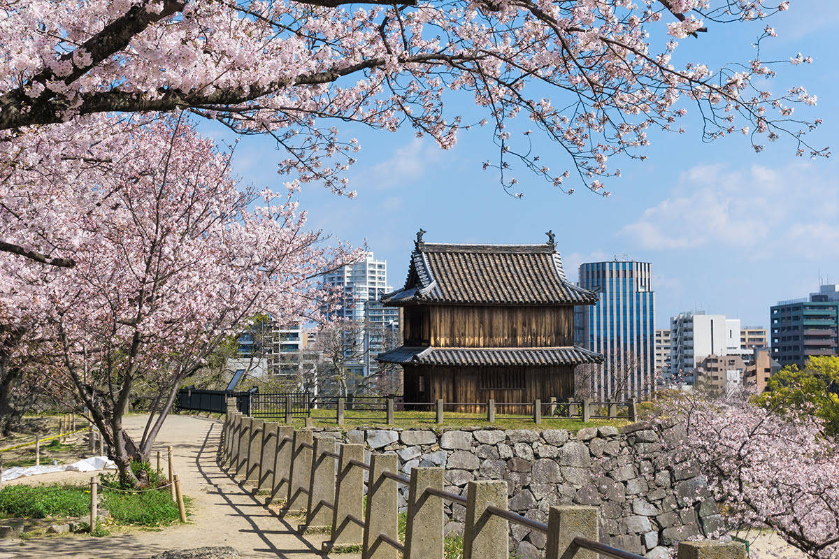 Cherry Blossoms In Fukuoka Background