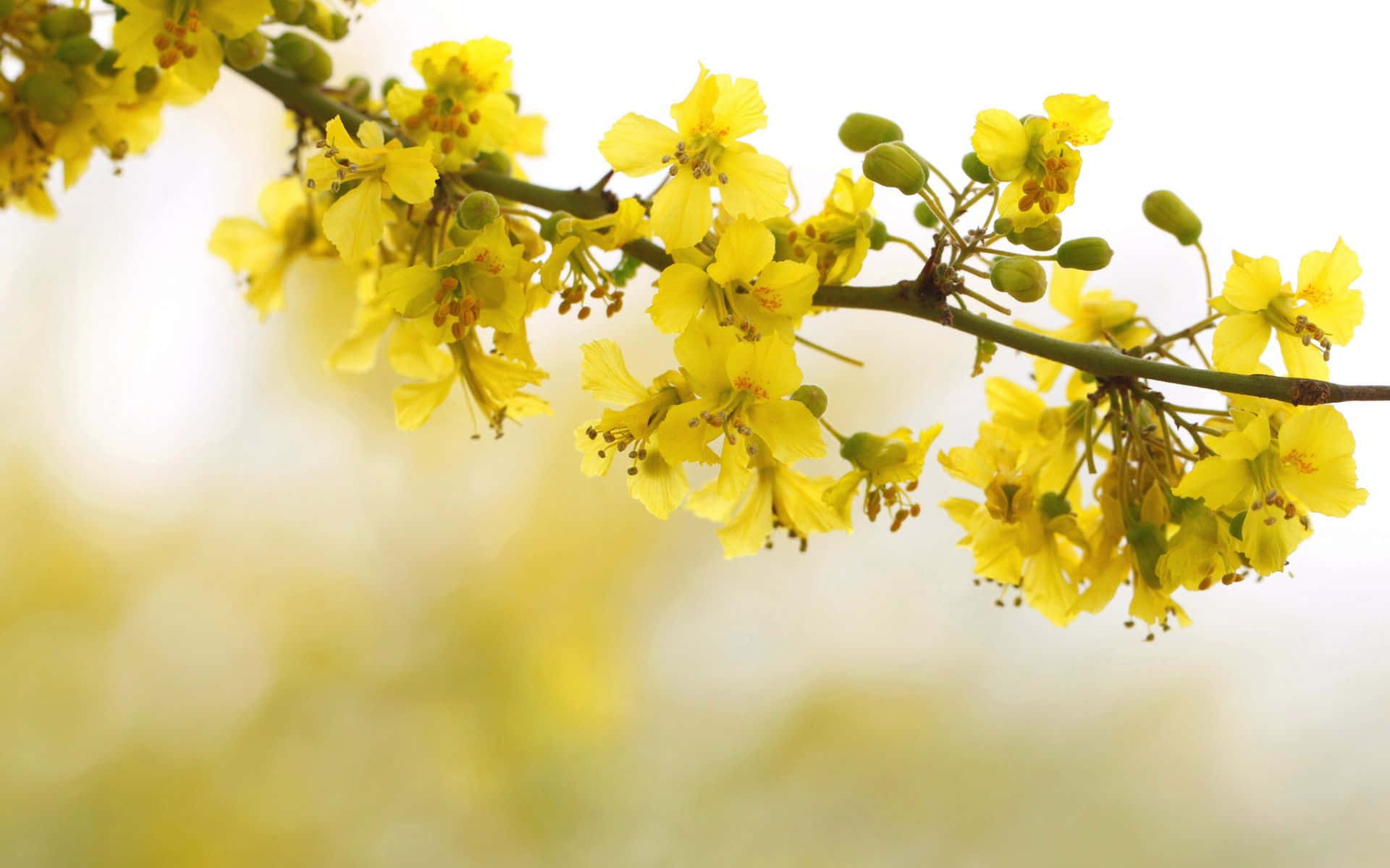 Cherry Blossoms In Yellow Aesthetic Desktop Background