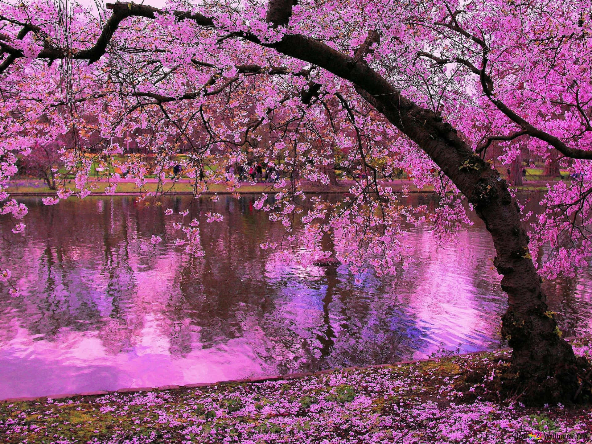 Cherry Blossoms Meets The Pond Background