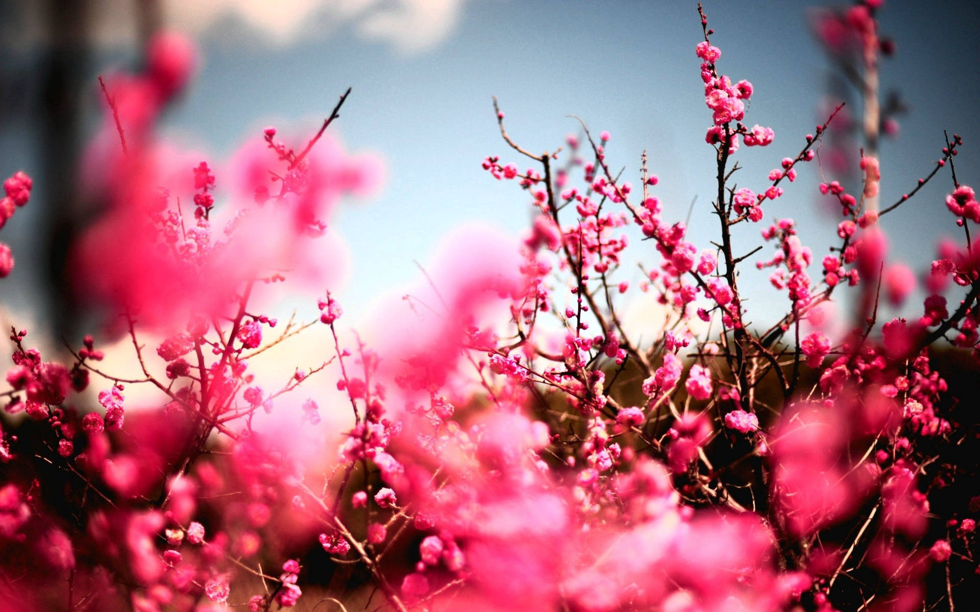 Cherry Blossoms Most Beautiful Nature Background