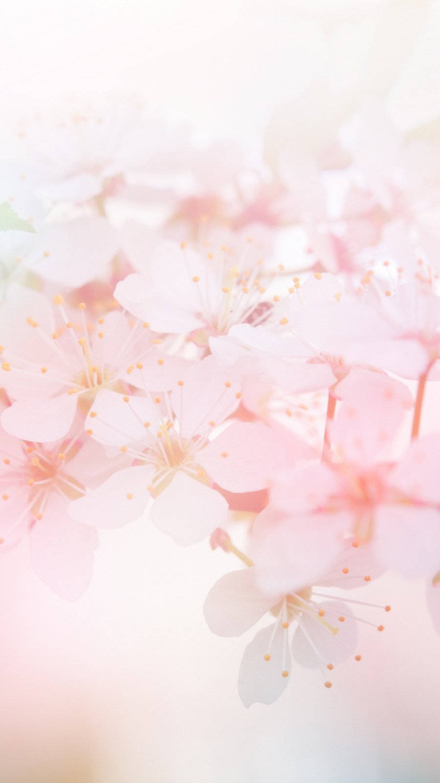 Cherry Blossoms On A Branch With A Blurry Background Background