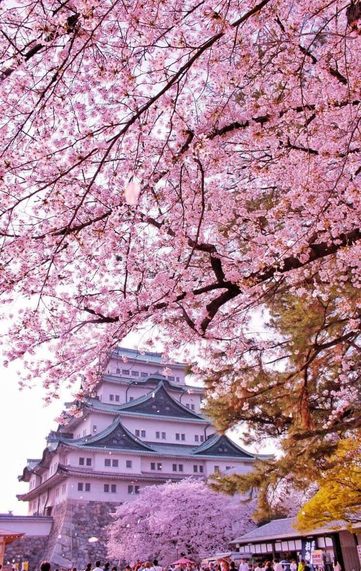 Cherry Blossoms Over Japanese Castle Background
