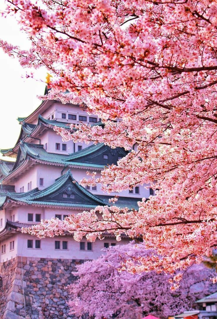 Cherry Blossoms Over Japanese Castle.jpg Background