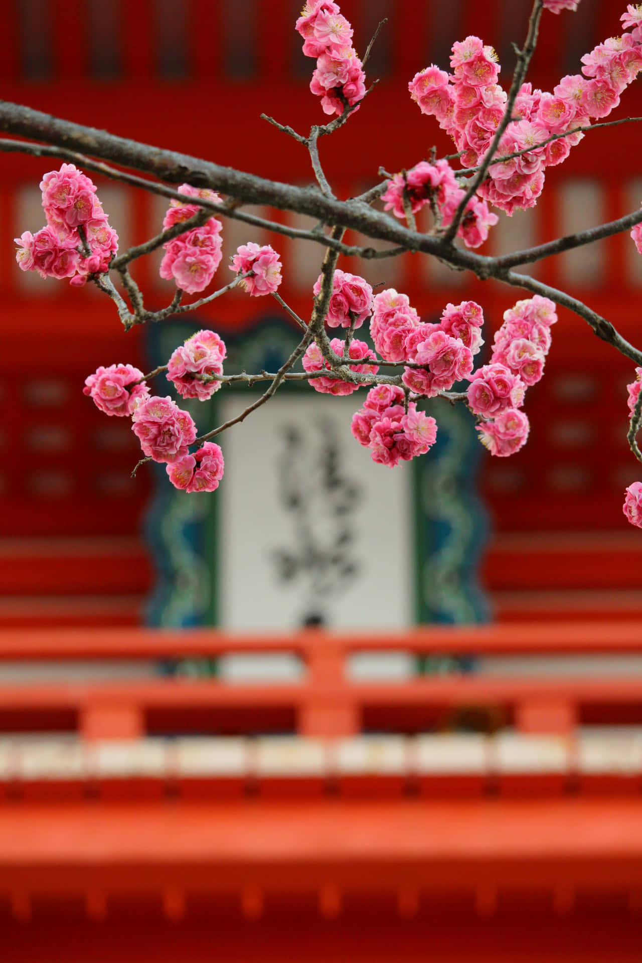 Cherry Blossoms Over Red Temple Background